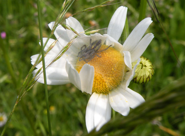 Cheiracanthium sp.